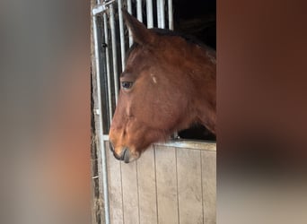 French Trotter, Mare, 9 years, 15,1 hh, Bay-Dark
