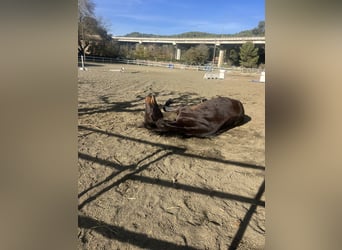 French Trotter, Mare, 9 years, 15,1 hh, Bay-Dark