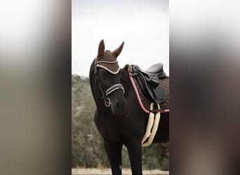 French Trotter, Mare, 9 years, 16.1 hh, Black