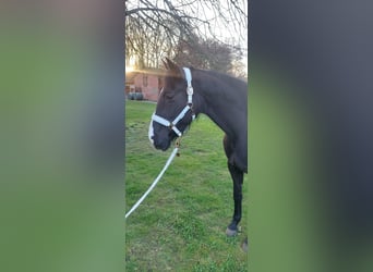French Trotter, Mare, 9 years, 16 hh, Black
