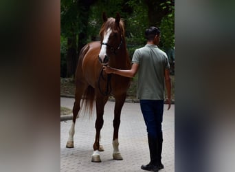 French Trotter, Stallion, 11 years, Chestnut-Red