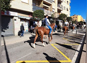 French Trotter, Stallion, 11 years, Chestnut-Red