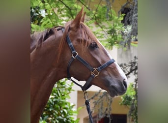 French Trotter, Stallion, 11 years, Chestnut-Red