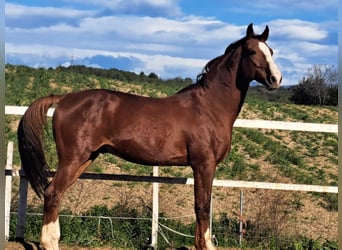 French Trotter, Stallion, 11 years, Chestnut-Red