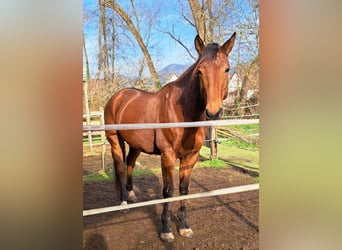 French Trotter, Stallion, 7 years, 16.2 hh