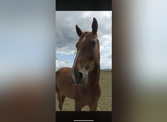 French Trotter, Stallion, 7 years, 16 hh, Chestnut