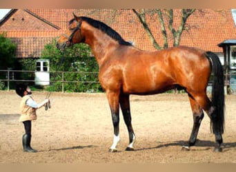 Trakehner, Stallion, 27 years, 16.2 hh, Brown