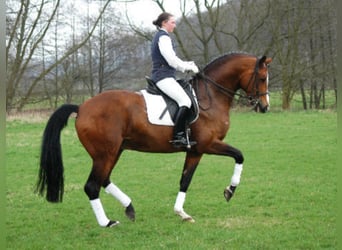 Trakehner, Stallone, 29 Anni, 169 cm, Baio