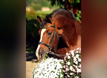 Trakehner, Stallone, 29 Anni, 169 cm, Baio