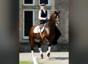 Trakehner, Stallone, 29 Anni, 169 cm, Baio