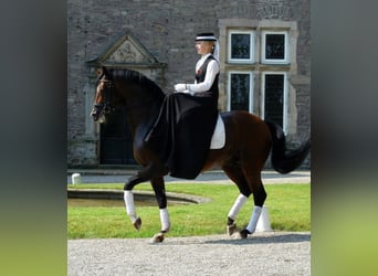 Trakehner, Stallone, 29 Anni, 169 cm, Baio