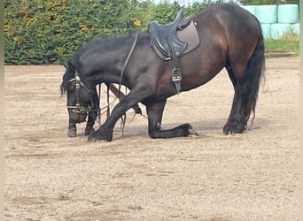 Fries paard, Hengst, 10 Jaar, 163 cm, Zwart