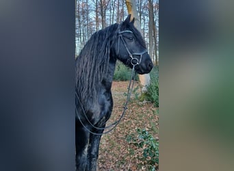 Fries paard, Hengst, 10 Jaar, 165 cm, Zwart