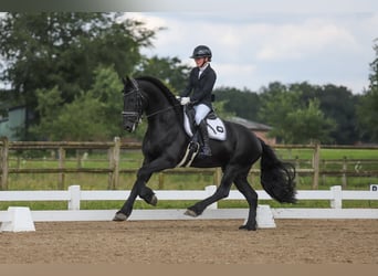 Fries paard, Hengst, 10 Jaar, 167 cm, Zwart