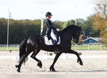 Fries paard, Hengst, 10 Jaar, 168 cm, Zwart