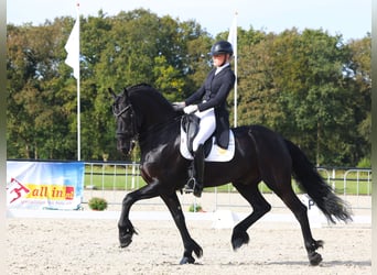 Fries paard, Hengst, 10 Jaar, 168 cm, Zwart