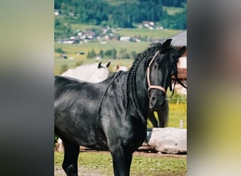 Fries paard, Hengst, 10 Jaar, 170 cm, Zwart