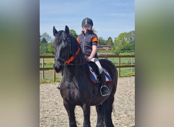 Fries paard, Hengst, 11 Jaar, 160 cm, Zwart