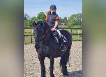 Fries paard, Hengst, 11 Jaar, 160 cm, Zwart