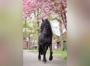 Fries paard, Hengst, 11 Jaar, 165 cm, Zwart