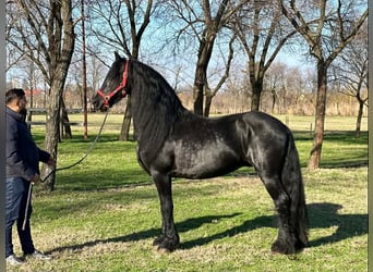 Fries paard, Hengst, 11 Jaar, 165 cm, Zwart