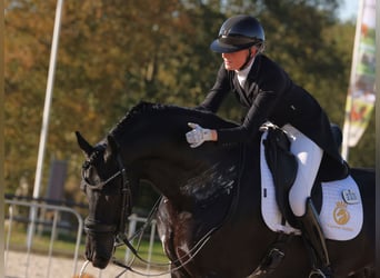 Fries paard, Hengst, 11 Jaar, 168 cm