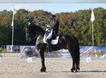 Fries paard, Hengst, 11 Jaar, 168 cm, Zwart