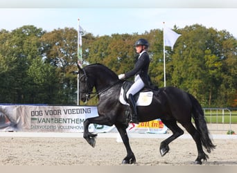 Fries paard, Hengst, 11 Jaar, 168 cm, Zwart