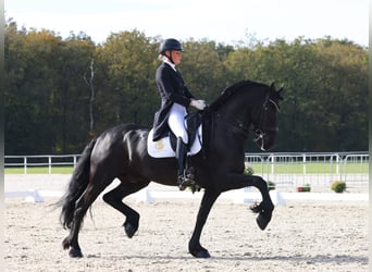 Fries paard, Hengst, 11 Jaar, 168 cm, Zwart