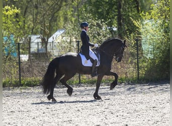 Fries paard, Hengst, 11 Jaar, 168 cm, Zwart