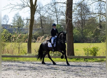 Fries paard, Hengst, 11 Jaar, 168 cm, Zwart