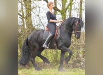 Fries paard, Hengst, 12 Jaar, 165 cm, Zwart