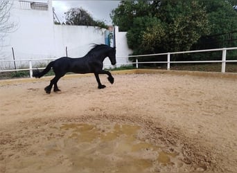 Friesen, Hengst, 12 Jahre, 170 cm, Rappe