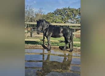 Fries paard, Hengst, 13 Jaar, 158 cm, Zwart