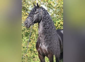 Fries paard, Hengst, 13 Jaar, 168 cm, Zwart