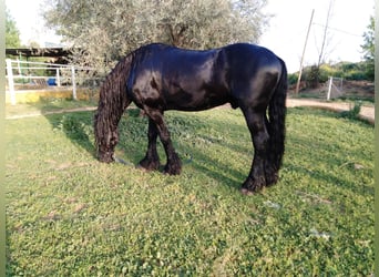 Fries paard, Hengst, 13 Jaar, 170 cm, Zwart