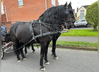 Fries paard, Hengst, 14 Jaar, 162 cm, Zwart