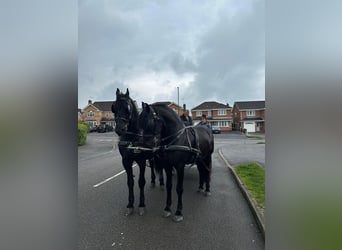 Fries paard, Hengst, 14 Jaar, 162 cm, Zwart