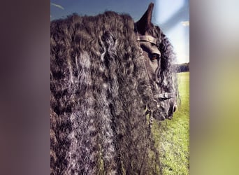 Fries paard, Hengst, 17 Jaar, 155 cm, Zwart