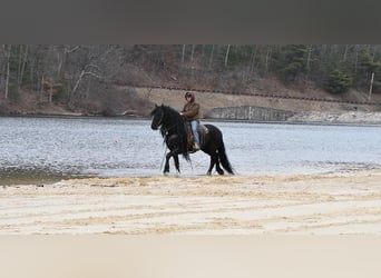 Fries paard, Hengst, 17 Jaar, Zwart