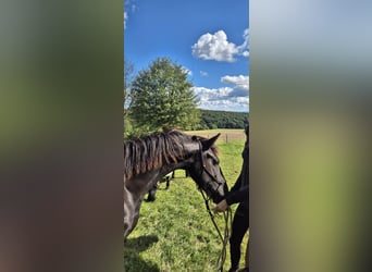 Fries paard, Hengst, 1 Jaar, 148 cm, Zwart