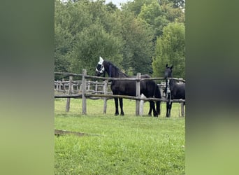 Fries paard, Hengst, 1 Jaar, 148 cm, Zwart