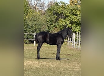 Fries paard, Hengst, 1 Jaar, 148 cm, Zwart