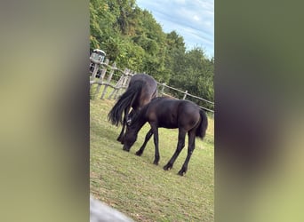 Fries paard, Hengst, 1 Jaar, 148 cm, Zwart