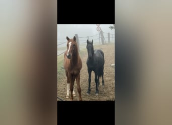 Fries paard, Hengst, 1 Jaar, 148 cm, Zwart