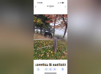 Fries paard, Hengst, 1 Jaar, 148 cm, Zwart