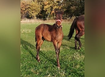 Fries paard Mix, Hengst, 1 Jaar, 153 cm, Bruin