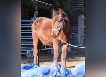 Fries paard Mix, Hengst, 1 Jaar, 155 cm, Bruin