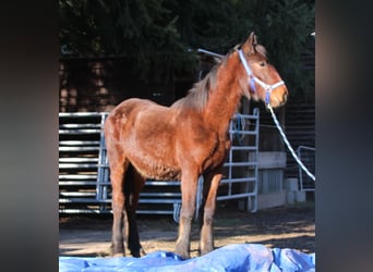 Fries paard Mix, Hengst, 1 Jaar, 155 cm, Bruin