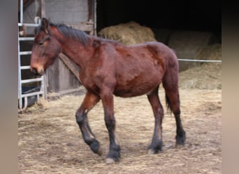 Fries paard Mix, Hengst, 1 Jaar, 155 cm, Bruin